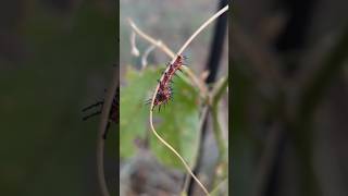 Gulf Fritillary Caterpillars amp a Variegated Fritillary Butterfly [upl. by Ronacin]