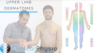 Upper Limb Dermatomes  Clinical Physio [upl. by Bechler172]