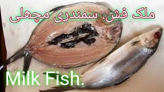 Milk Fish very tasty and very healthy sea food Cooked by Nadeem Qamar [upl. by Schofield764]