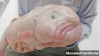 Blobfish Named Worlds Ugliest Animal [upl. by Nahsab940]