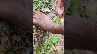 Leech 101 travel hikking energygrid mountainlife photography sustainableliving [upl. by Ezana]