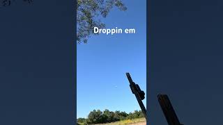 Opening day dove season [upl. by Hemingway625]