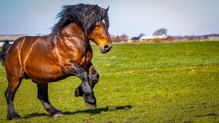 1 HOUR of AMAZING DRAFT HORSES  Calming Music Relaxation Stress Relief [upl. by Nester]