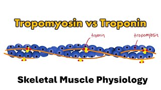 Muscle Contraction 3D [upl. by Atnohs992]