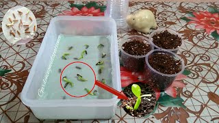 Grow Adenium Seeds On Tissue Paper  Repotting Adenium Seedlings [upl. by Ahsinod]