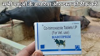 Use vetenary MARCOPRIM  Cotrimoxazole Tablets IP पशुओं को MARCOPRIM tablets कब देते हैं [upl. by Nazus165]