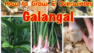 How to Grow amp Overwinter Galangal in cold climate zone [upl. by Steinman]