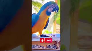 Macaw parrot beautiful [upl. by Olram828]