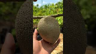 Mamey sapote jenis magana havana dan lorito [upl. by Eelsha]