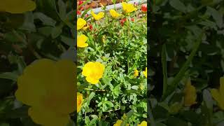 Time bee working take pollen portulaca purslane blooming at garden shortvideo howtogrowportulaca [upl. by Nepean]