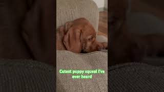 Seger the wirehaired vizsla puppy sleepy squeal [upl. by Ziom]