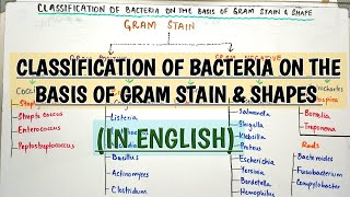 Classification of Bacteria on the basis of Gram Stain amp ShapesMedically important bacteria [upl. by Reames93]