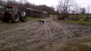 Border Collies racing [upl. by Ainoyek]