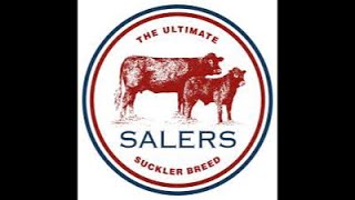 Salers Bull and Females Sale at Castle Douglas at 1100am Saturday 2nd November’24 [upl. by Crispin]