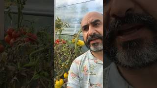 Récolte de Tomates  Fin de Saison dans la Serre [upl. by Narba]