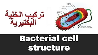 Bacterial cell structure [upl. by Elana]