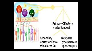 Physiology of Nose amp PNS Olfaction PPT Slide Presentation [upl. by Knowling]