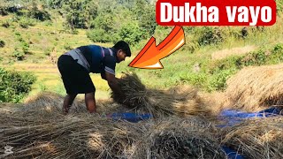 AAJA PANI KHET TIRA KAM GARDAI XAM HAMI🙏🙏🙏AditiKarki34  DAILY VLOG [upl. by Kristen]