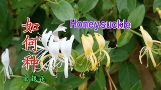 满院飘香的金银花种植方法 三个品种的金银花各有特色 I grow honeysuckle [upl. by Mella]