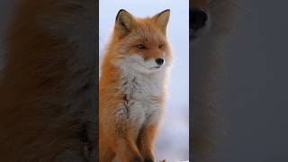 Wow Watch out RED FOX way of life and nature wow 🥰 wildfox wildlifealliance wildliferecovery [upl. by Hortensia]