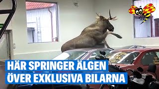 Älgen går bärsärk i garaget i Fjärås [upl. by Halette171]