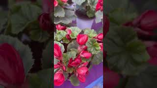 Beautiful Begonia FlowerBegonia Flower🌱🌱begoniaflowershortsyoutubeshorts [upl. by Anhsirk]