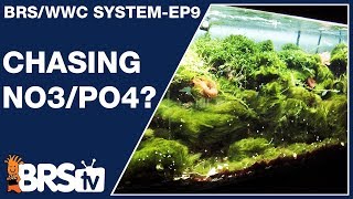 We Want Answers to Phosphate amp Nitrate in Reef Tanks Can Our Approach to Nutrients End the Debate [upl. by Artenal602]