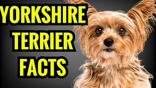 Yorkshire Terrier  Top 13 Facts [upl. by Narmak]