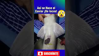 😱¿Cómo se hace el Caviar caviar pesca marina marino mare marisco turismo sabiasque [upl. by Garling]