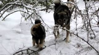 How To Off Leash Train Young Norwegian Elkhounds By Kamia Kennels [upl. by Stubbs]