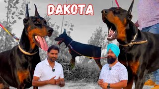 Dakota Doberman Dog Best Gaurd Dog Breed Amrican Doberman Dogs In India Active Dog Breed Doberman [upl. by Hanako]