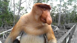 Big nose monkey in Borneo [upl. by Nahaj580]