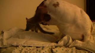 Basset hound vs kitten [upl. by Nagle]