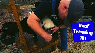 How to trim goat hooves Tutorial [upl. by Doralia]