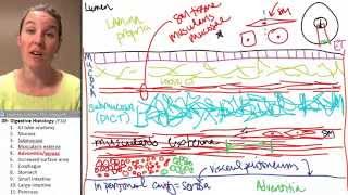 Digestive histology 5 Adventitia serosa [upl. by Andel593]