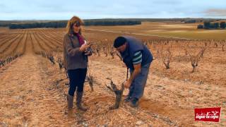 La poda de invierno  Bodegas Valduero  Sigue tu cepa [upl. by Oakes]