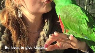 Eclectus Roratus Polychlorus Red Sided Eclectus Eclectus Parrot [upl. by Jerroll923]