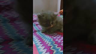 cat youtubeshorts shortsfeed catlover [upl. by Nesbitt671]