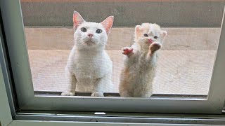 Stray Cat Knocking on the Window Asking to Open the Door on a Cold Day [upl. by Ylerebmik]