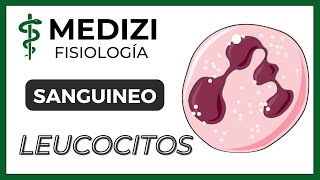 Clase 33 Fisiología Sanguínea  Leucocitos e Inflamación IGdoctorpaiva [upl. by Aciras692]