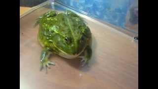 Pyxicephalus adspersus африканская лягушкабык African Bullfrog [upl. by Supat]