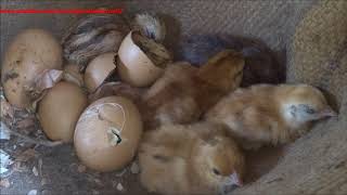 Broody Hen and baby Chicks Chicken Hatching Eggs Naturally [upl. by Mixie116]