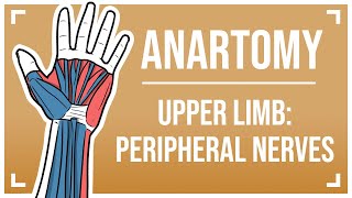 Nerve Supply to the Upper Limb The Peripheral Nerves [upl. by Lebazi]