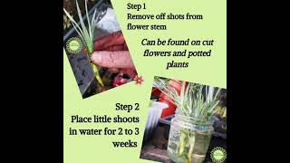 How To Propagate Carnations From a Bunch of Cut Flowers [upl. by Nina]