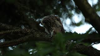 Close up with long eared owls [upl. by Kimmel265]