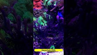 aquarium 250l eau de mer reeftank corals aquarium reefing aquariumfish [upl. by Jacquelin353]