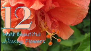 12 Most Beautiful Disney World Garden Flowers [upl. by Leirud]