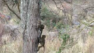 Baby Baboons Climbing TreeWest Serengeti Safari [upl. by Volotta]