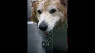 Dog Shampoos Fieldworks Moosh Dog Shampoo Tested amp Reviewed [upl. by Annadroj]