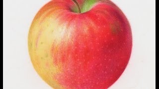 Painting Watercolor Apple [upl. by Naret]